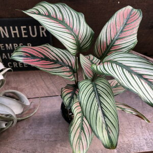 yzCgX^[z JeA  XgCv̗t ͗l 󏭎  ϗtA CeA K[fjO 