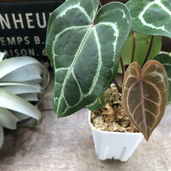 楽天市場】アンスリウム レッドクリスタリナムAnthurium 