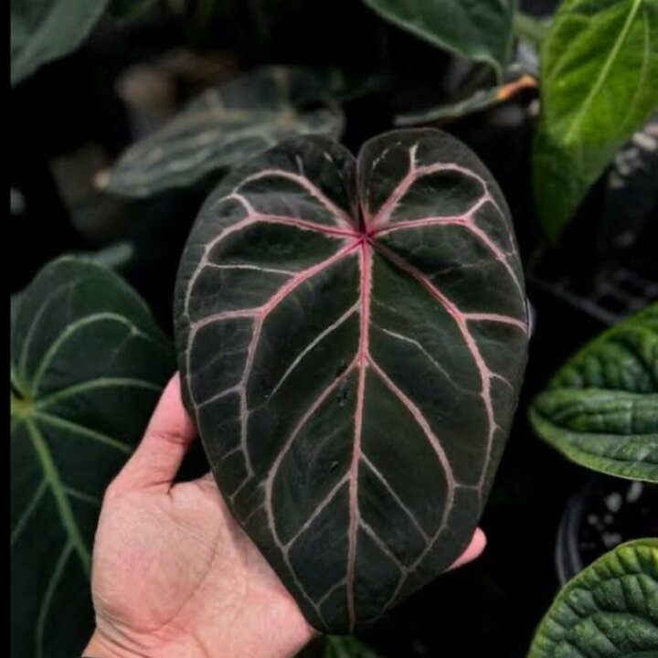 楽天市場】アンスリウム レッドクリスタリナムAnthurium  