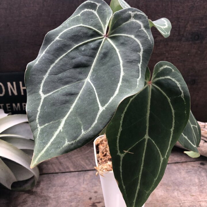 楽天市場】アンスリウム レッドクリスタリナムAnthurium 