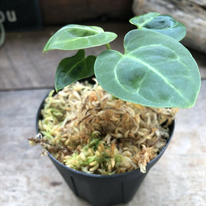楽天市場】アンスリウム レガレ Anthurium 