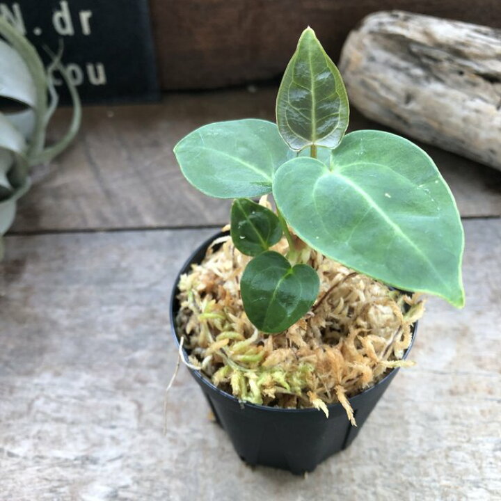 楽天市場】アンスリウム レガレ Anthurium 