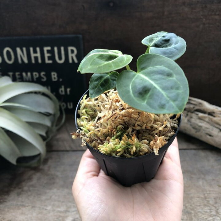 楽天市場】アンスリウム レガレ Anthurium 