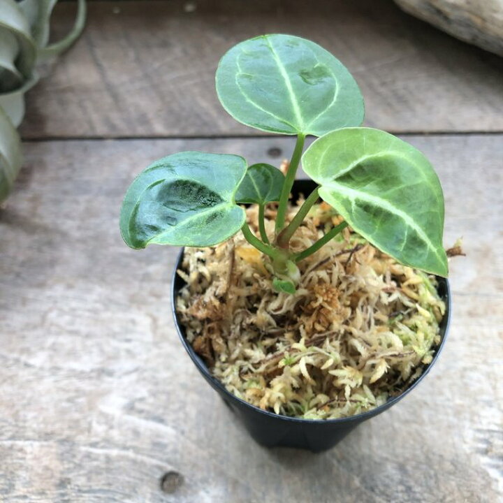 楽天市場】アンスリウム レガレ Anthurium 