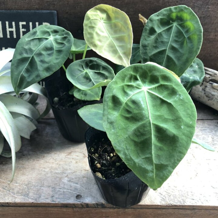 楽天市場】アンスリウム フォルゲッティ キラキラ葉脈 観葉植物 : パリ 