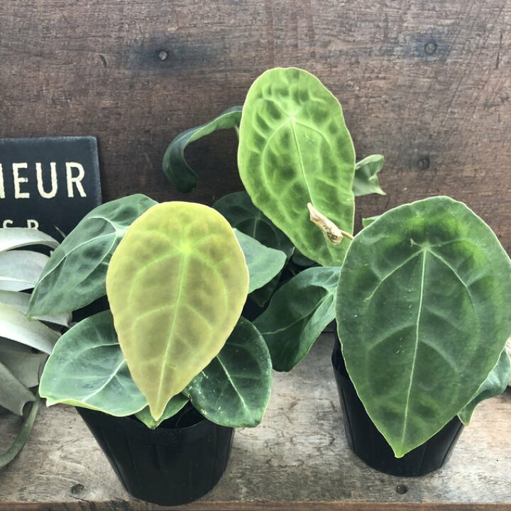 楽天市場】アンスリウム フォルゲッティ キラキラ葉脈 観葉植物 : パリ 