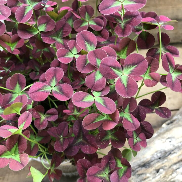 楽天市場】イザベラ クローバー 観葉植物 ガーデニング インテリア 