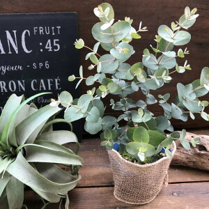 yOj[z [J lC Vo[ t Ύ n[u A} ۂt 킢  Ă₷ SҌ c A  A K[fjO ϗtA 