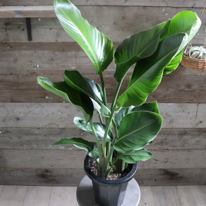 楽天市場】【オーガスタ】☆ 大きな観葉植物 ストレリチア 極楽鳥花 