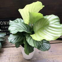楽天市場】観葉 植物 カラテア オルビフォリアの通販