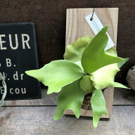 【板付き コウモリラン苔玉】★ 吊り下げ 苔玉 ビカクシダ 観葉植物 インテリアグリーン 送料無料