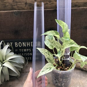 ˂^o_ M/ 50cm ԐX  ϗtA