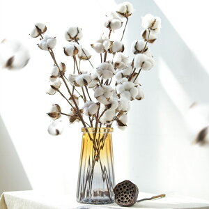 �y�y�V1�ʁz6�{ �h���C�ԙ� �ԑ� ���� �ؖ� �o�����^�C���f�[ �N���X�}�X���� ���� �͂�Ȃ��� �l�H������ �t�����[ ������/���j��/���Ղ�/�v���[���g/���蕨 ����/����/����/�X���� �f�R��