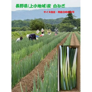 lM ˂ 쌧Y Yn蒼IS M L LL 5KG TCY K ƖpɍœK Nx S S  IH ܂Ƃߔɂ i ①֔ K Ⓚ ƂꂽălM  