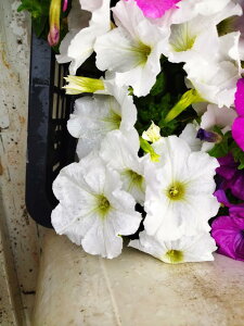 ؃`jAy|bgcz@zCg3×4|bg