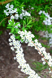 楽天市場 苗 ユキヤナギの通販