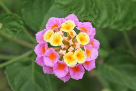 ランタナ【抜き苗】1本