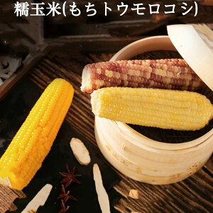 V ʕĖ_1{ tgERV ʕĂƍʕĂƔʕĂ3킩Iׂ Ƃ낱  ς ߂邾 ^pbNR[ uʕ Sʕ Y dq