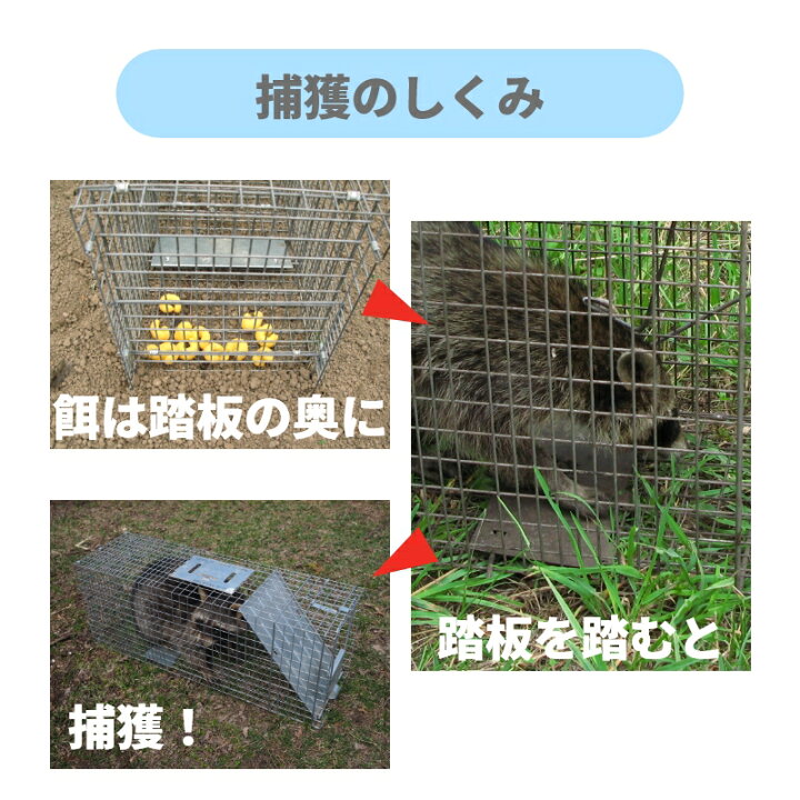 楽天市場】【アメリカ製プロ仕様】傷つけず速やかに捕獲 [アライグマ 