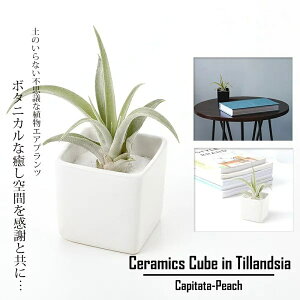 観葉植物 エアプランツの人気商品 通販 価格比較 価格 Com