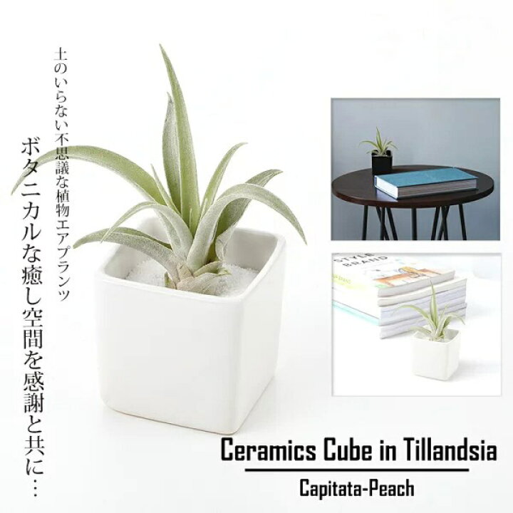 楽天市場 10 Offクーポン配布中 名入れ ギフト プレゼント 植物 エアープランツ カピタータ ピーチ 13cm程度 エアプランツ 陶器 飾り砂付き かわいいエアプランツ チランジア ティランジア ハンキング インテリア おしゃれ 誕生日 ギフト 人気 育てやすい 陶器 白
