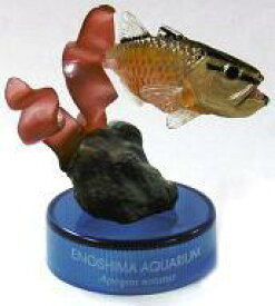 【中古】ペットボトルキャップ クロホシイシモチ 「新江ノ島水族館への誘い2」 2004年 セブンイレブン キャンペーン品