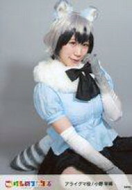 楽天市場 アライグマ 写真の通販