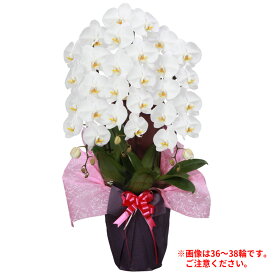 【 送料 立札 ラッピング無料 】胡蝶蘭 大輪 3本立ち 30輪～32輪 白 ホワイト ピンク コチョウラン 園芸 ガーデニング 祝い 花 ギフト 開店 開業 移転 お供え 贈り物 還暦 受賞祝い お彼岸 退職 就任 お中元 当選祝い 見舞い 必勝 お盆 造花 フラワー お正月