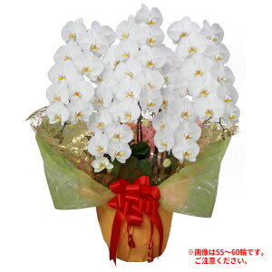 y  D bsO zӒ  5{ 51ց`54  zCg sN R`E | K[fjO j  Mtg JX J ړ]  蕨 җ ܏j ފ ސE 