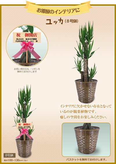 ユッカ