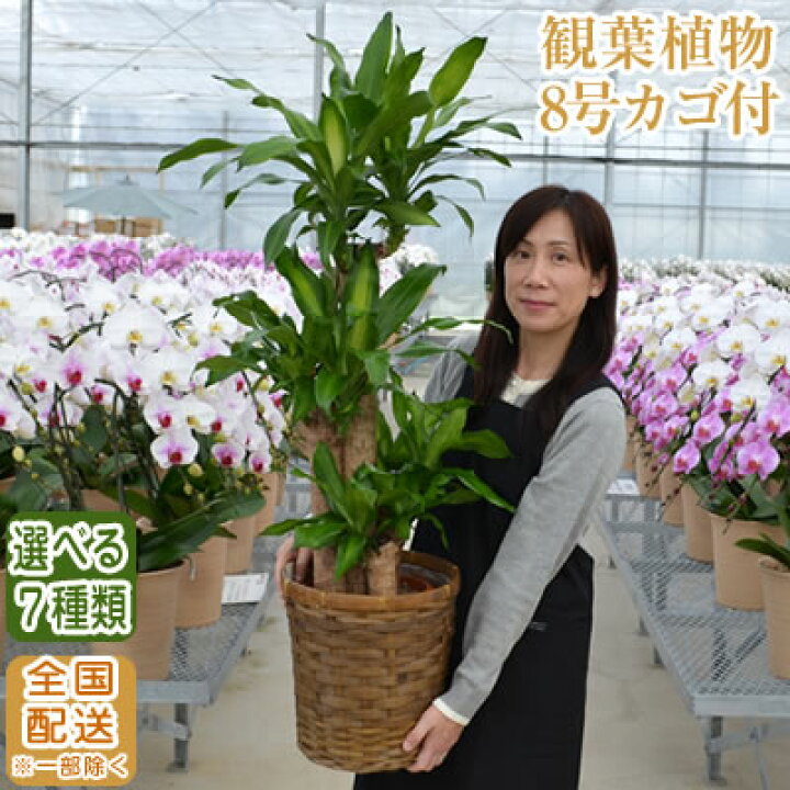 楽天市場 観葉植物 大型 8号鉢 100cm 送料無料 選べる11種 全国配送 観葉植物 鉢 インテリア パキラ 幸福の木 マッサン ユッカ 青年の樹 カポック サンスベリア 開店祝 開院 新築 受章祝い おしゃれ おすすめ 日陰 曲がり 事務所 Ka8 スタンド花専門