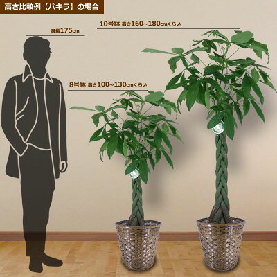 高さ比較