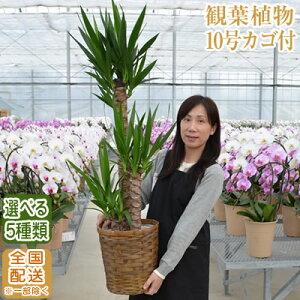 大型観葉植物の人気商品 通販 価格比較 価格 Com