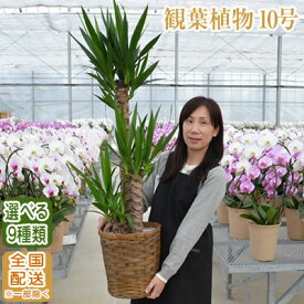 観葉植物 大型 10号鉢 140cm〜 選べる9種 全国配送【観葉植物 鉢 インテリア パキラ 幸福の木(マッサン) ユッカ(青年の樹) カポック サンスベリア 開店祝 開院祝 引越祝 新築祝 育て方 受章祝い おしゃれ おすすめ】【ka10】