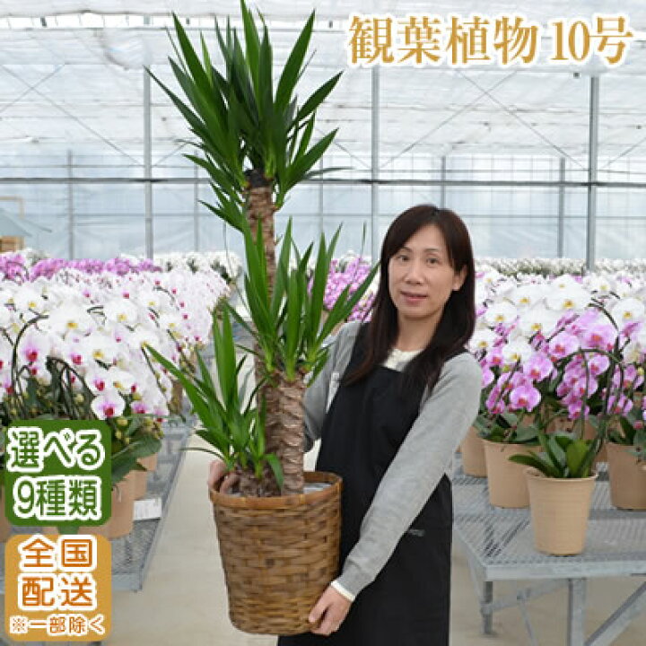 楽天市場】観葉植物 大型 10号鉢 140cm〜 選べる9種 全国配送【観葉 