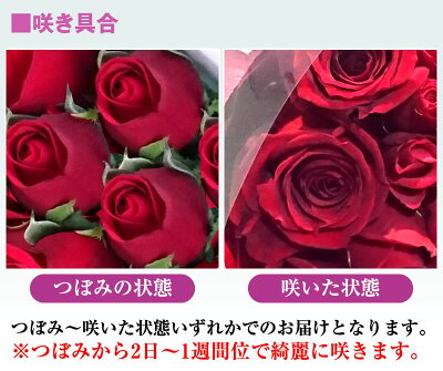 お花の咲き具合
