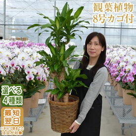 楽天市場 幸福の木 種類 植物 ユッカ 観葉植物 花 観葉植物 花 ガーデン Diyの通販