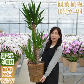 楽天市場 スタンド 種類 植物 ドラセナ 幸福の木 観葉植物 花 観葉植物 花 ガーデン Diyの通販