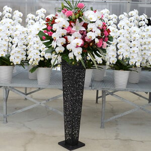 yX^h ACA ӒtzJXj  ԐF͑Iׂ5F 30,000~(ŕ) 180cm sA_ސ쌧(ꕔ)A{AÉsAsy\ JXj ړ] J@ j T