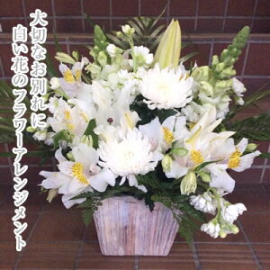 12܂ł̒ōŒZ͂ypAW Sz   Ԃ̃t[AWg 6000~(ŕ) 40`50cmʁy     @ l\ @