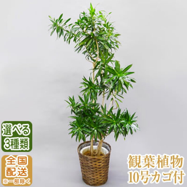 楽天市場 観葉植物 おしゃれ 希少 10号 140cm 送料無料 選べる3種 全国配送 観葉植物 鉢 おしゃれ インテリア フィカス ウンベラータ ベンガレンシス エバーフレッシュ 開店祝 開院祝 引越祝 新築祝 誕生日 育て方 受章祝い おすすめ Ka10 スタンド花専門