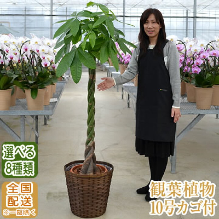 楽天市場 幸福の木 販売スタート 観葉植物 おしゃれ 大型 10号 160cm 送料無料 全国宅配配送 一部除く 観葉植物 鉢 インテリア パキラ ユッカ 幸福の木 マッサン カポック ポトス 開店祝 開院祝 引越祝 新築祝 誕生日 育て方 受章祝い おすすめ Ka