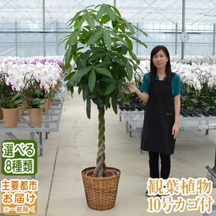 楽天市場 観葉植物 おしゃれ 大型 10号 0cm 送料無料 東京都 神奈川県へお届け 一部除く 観葉植物 鉢 インテリア パキラ フェニックスロベレニー アレカヤシ 開店祝 開院 引越祝 新築 誕生日 育て方 受章祝い おすすめ 日陰 曲がり 事務所 Ka