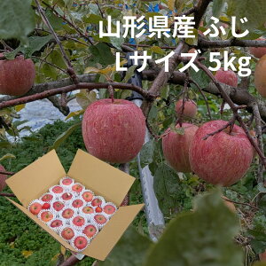 ytwszR`Y ӂ 5kg LTCYi18`20ʁj~j2tbՂ̔ZȊÂb11{`12{ 