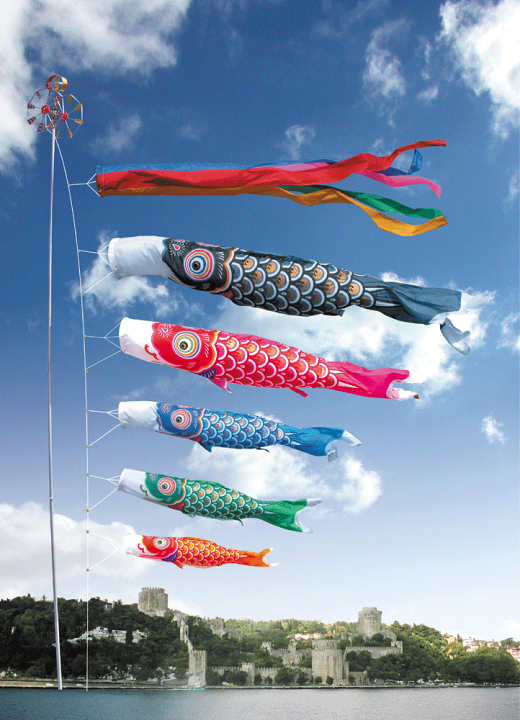 楽天市場】送料無料 徳永鯉のぼり作 ゴールド鯉 5m単品 青鯉のみ