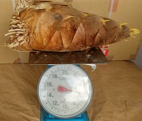 楽天市場】たけのこ 5kgの通販