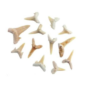 実習用 化石標本 サメの歯