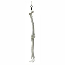 関節の構造模型 脚部