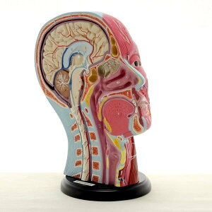 頭部正中断模型 分解なし