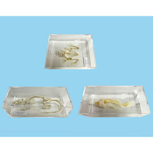 �Z�L�c�C �Ғ� ���� ���i �W�{ 3�� VA-3 �i���J L55-5043